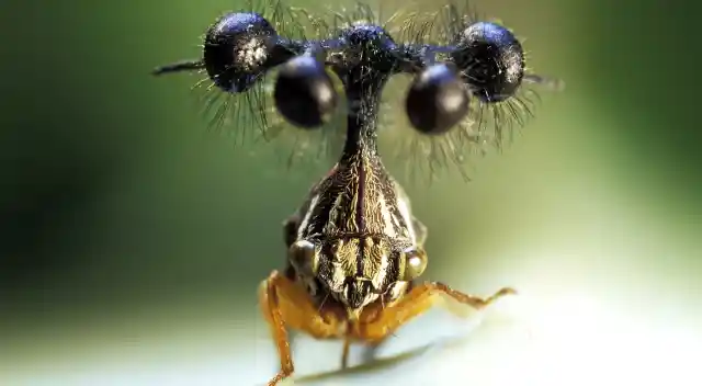 Top 10 Weirdest Looking Insects