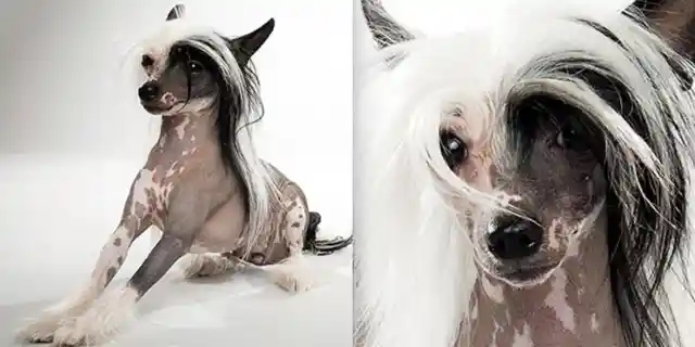 Top 30 Ugliest Dogs in the World (Part 3)