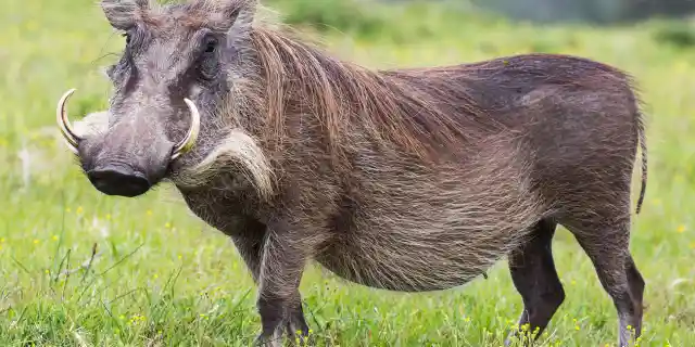 Top 10 Ugliest Animals in Existence (Part 1)
