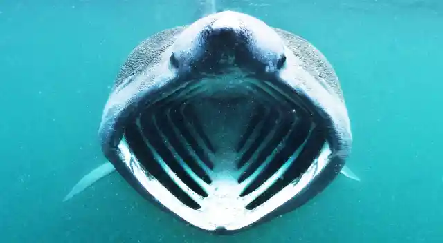 Top 10 Deep Sea Creatures That Will Haunt Your Nightmares