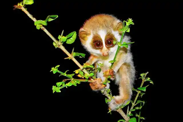 Number Six: Loris Elusive