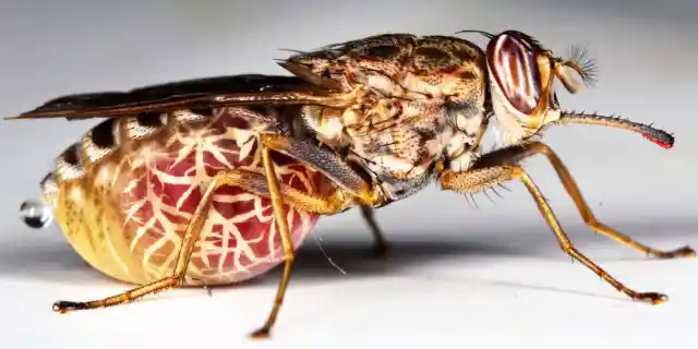 Top 10 Deadliest Insects in the World (Part 1)