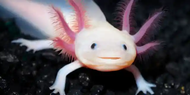 Number Two: Axolotl