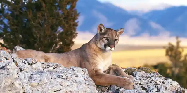 Number Five: Mountain Lions