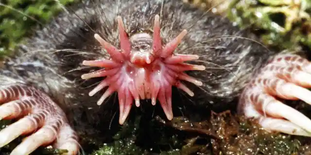 Number Two: The Star-Nosed Mole