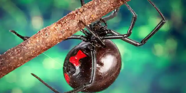 Top 10 Deadliest Insects in the World (Part 1)
