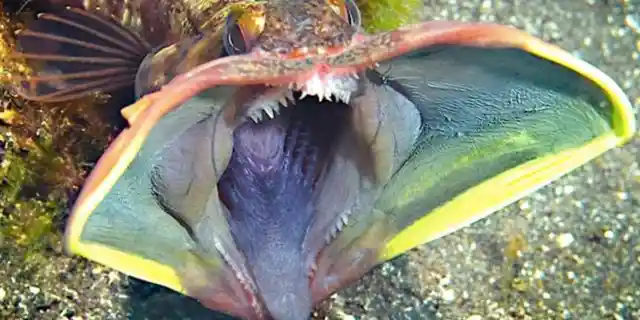 Number Seven: The Sarcastic Fringehead