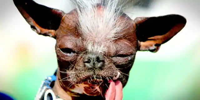 Top 30 Ugliest Dogs in the World (Part 1)