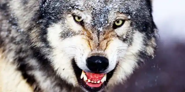 Number Seven: The Grey Wolf