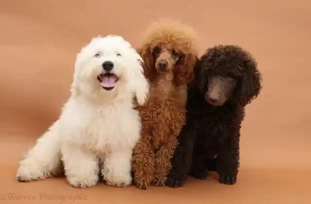 Number Three: The Poodle