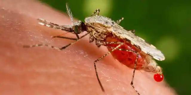 Zika Virus: 15 Things You Didn’t Know (Part 2)