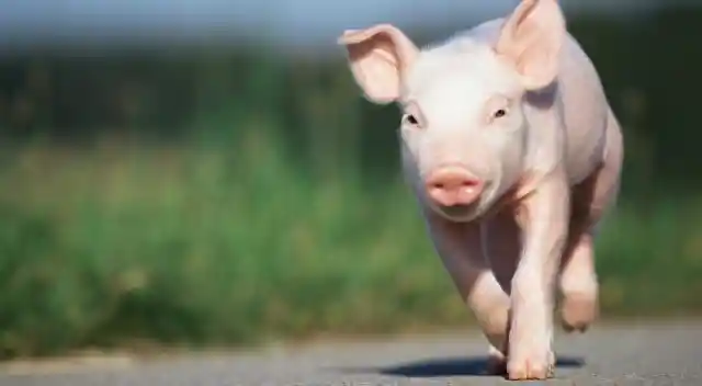 Top 4 Common Misconceptions About Teacup Pigs