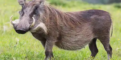 Top 10 Ugliest Animals in Existence (Part 1)