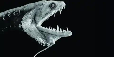 Number One: The Pacific Blackdragon Deep Sea Creatures