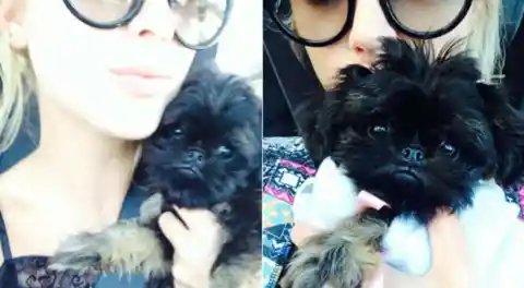 Top 7 Cutest Celebrity Pets