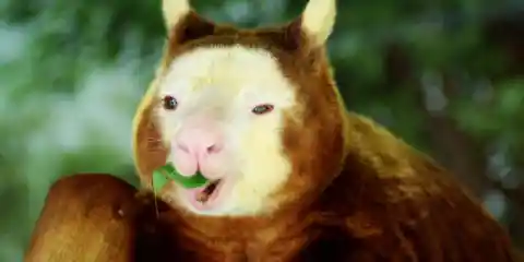 Number Three: Tree Kangaroo