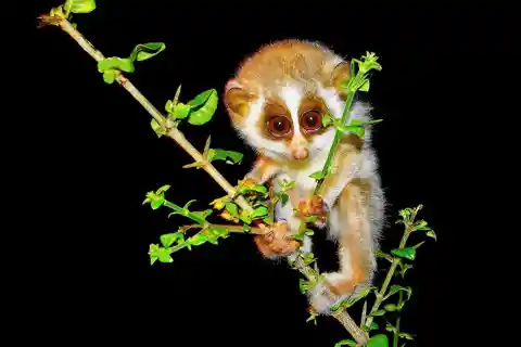 Number Six: Loris Elusive