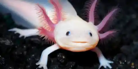 Number Two: Axolotl