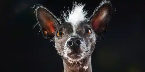 Top 30 Ugliest Dogs in the World (Part 3)
