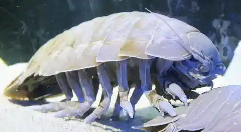 Top 10 Deep Sea Creatures That Will Haunt Your Nightmares