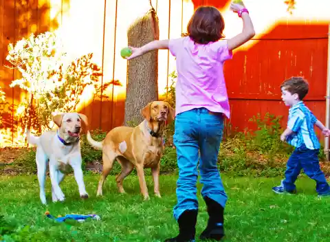 Number Two: One of the Best Family Friendly Dog Breeds – The Labrador Retriever