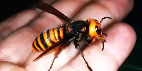 Top 10 Deadliest Insects in the World (Part 2)