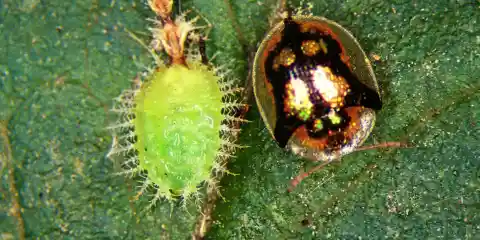 Number Four: A Tortoise Beetle