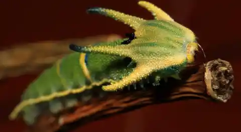 Top 10 Weirdest Looking Insects