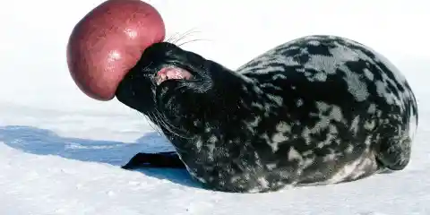 Number Seven: The Nearly Extinct Hooded Seal