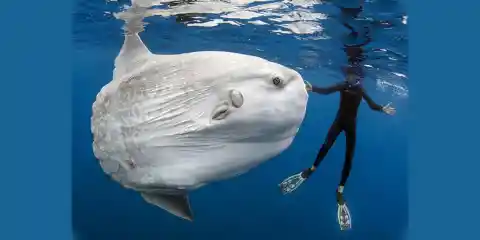 Number Nine: The Mola Mola