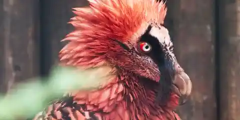 Number One: Bearded Vulture