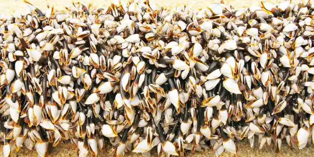 Number Thirty-One: The Goose Barnacle