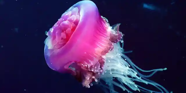 Number Seventeen: One of the Most Interesting Sea Creatures – The Deep Sea Jellyfish