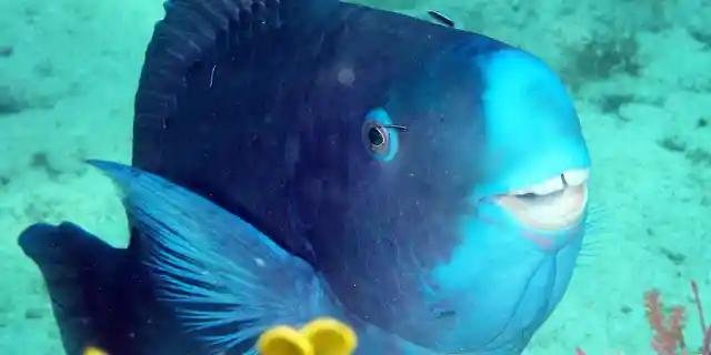 Number Five: The Blue Parrotfish