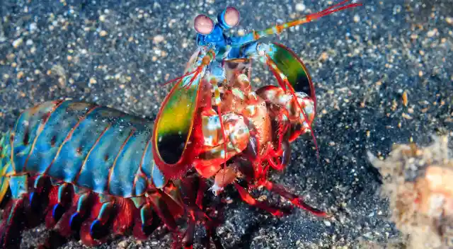 Number Fourteen: The Mantis Shrimp