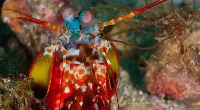 Top 5 Reasons Mantis Shrimp Are Awesomely Terrifying