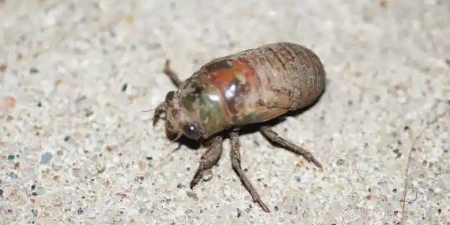 Number Three: A Cicada