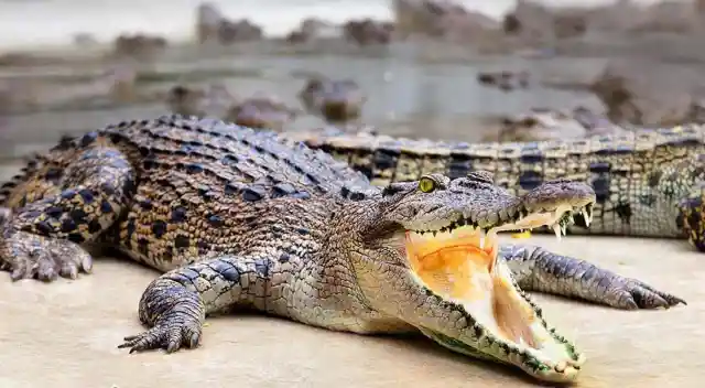Prison Island for Drug Convicts to Be Guarded by Actual Crocodiles