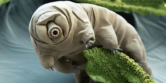 Number Thirty-Four: One of the Cutest Sea Creatures – Tardigrades