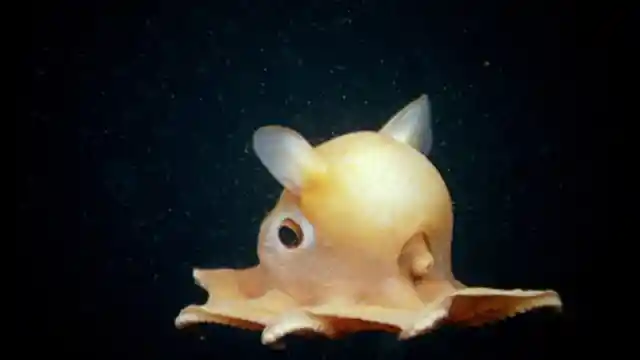 Number Twenty-Seven: The Dumbo Octopus