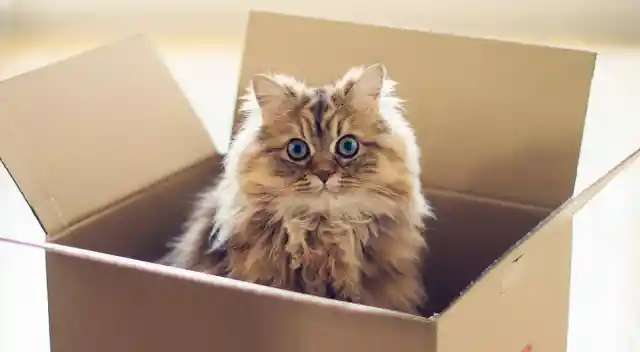Top 5 Reasons Why Cats Love Boxes