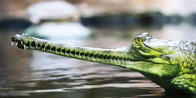 Number Six: One of the Most Amazing Creatures – The Gharial