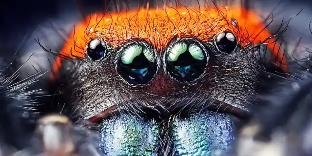 The Spider: 15 Things You Didn’t Know (Part 1)