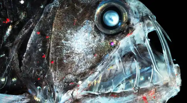 Number Twenty-Five: One of the Scariest Sea Creatures – Viperfish