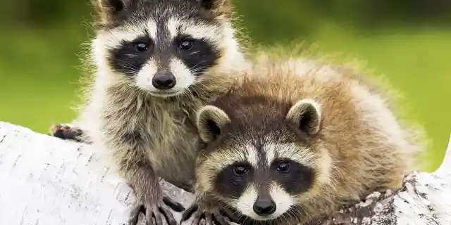 Raccoons: 10 Reasons They’re Not Pet Material (Part 2)