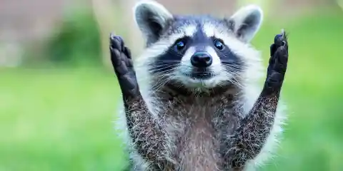 Raccoons: 10 Reasons They’re Not Pet Material (Part 1)