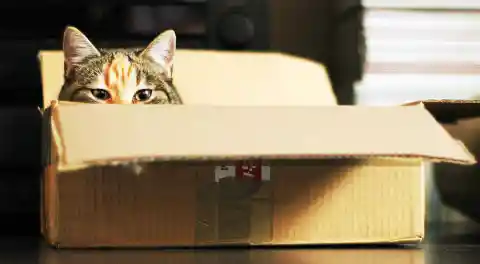 Top 5 Reasons Why Cats Love Boxes
