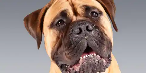 Top 30 Ugliest Dogs in the World (Part 2)