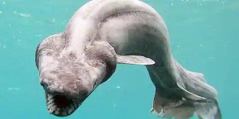 Number Thirty-Two: The Frilled Shark