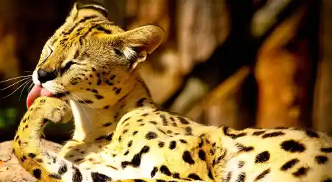 Top 10 Exotic Pets You Can Legally Own